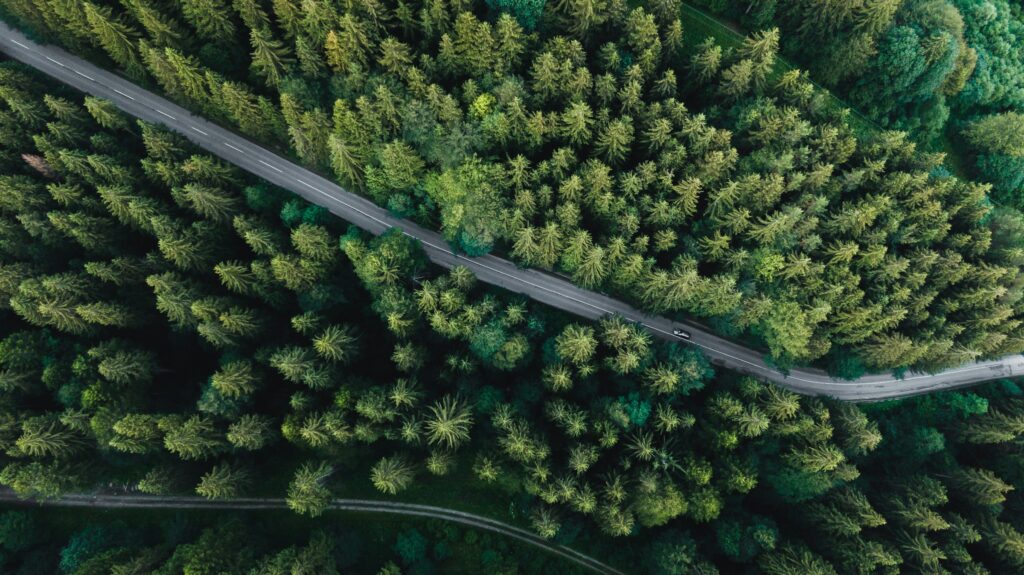 Landstraße führt durch einen dichten Wald, Blick von oben