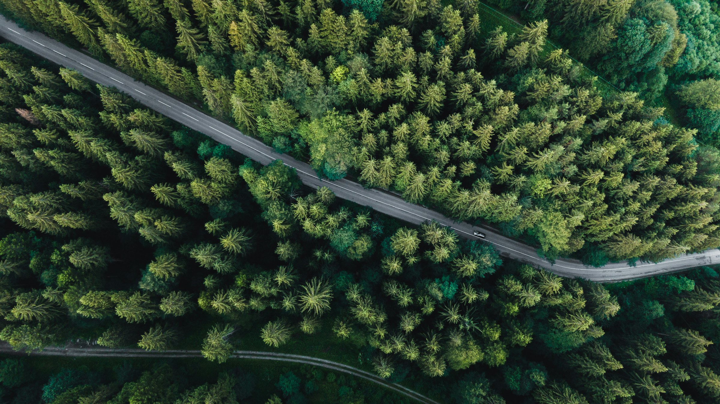 Straße durch einen dichten Wald von oben